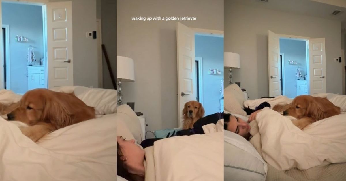 Featured image for Morning with a Golden Retriever: A Typical Wake-Up