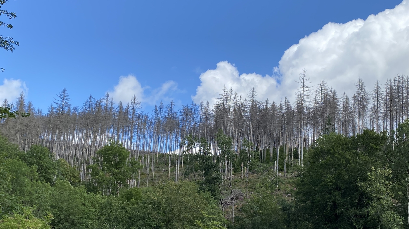 Featured image for "Devastating Impact: Parasites and Climate Change Threaten German Forests"