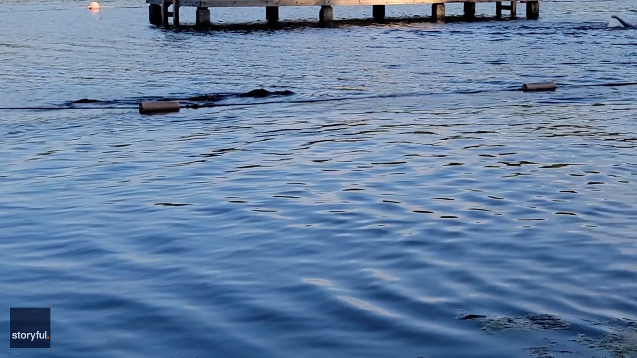 Terrifying Encounter: Girl Scout Troop Faces Charging Alligator During Swim