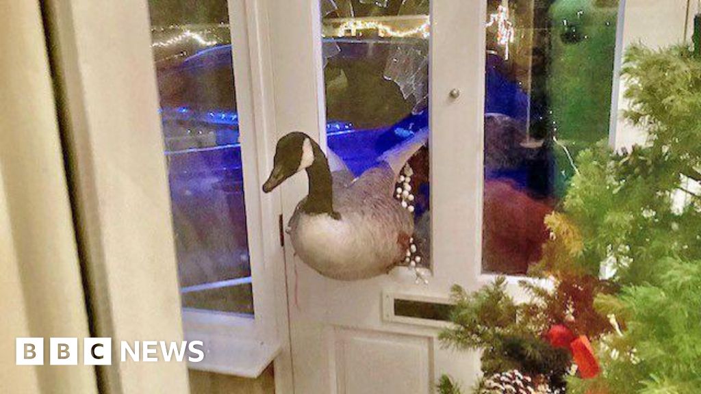 Featured image for Woman Shocked as Goose Crashes Through Countesthorpe Front Door