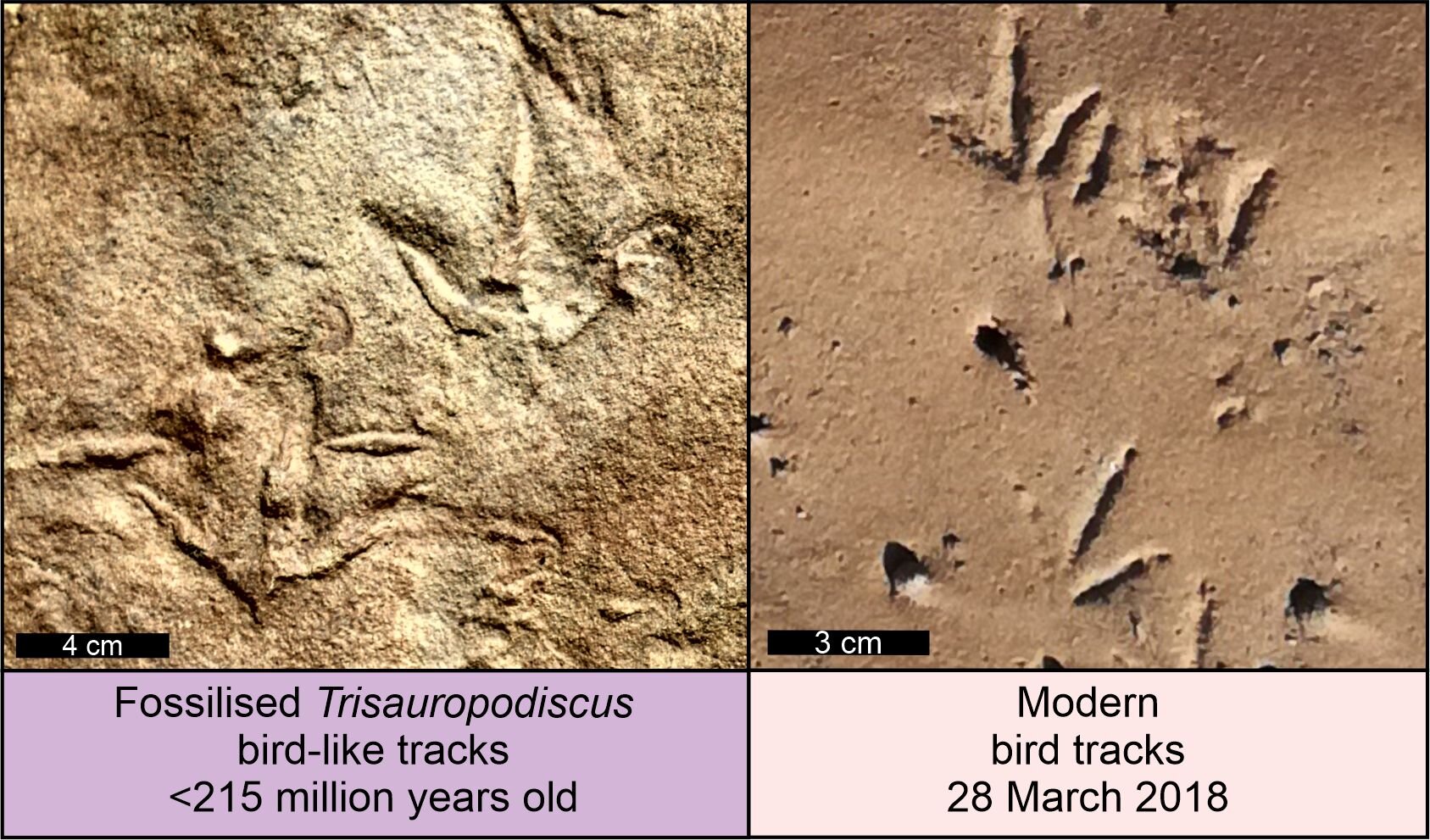 Featured image for Ancient Bird-Like Footprints Reveal Prehistoric Mystery Animals in Southern Africa