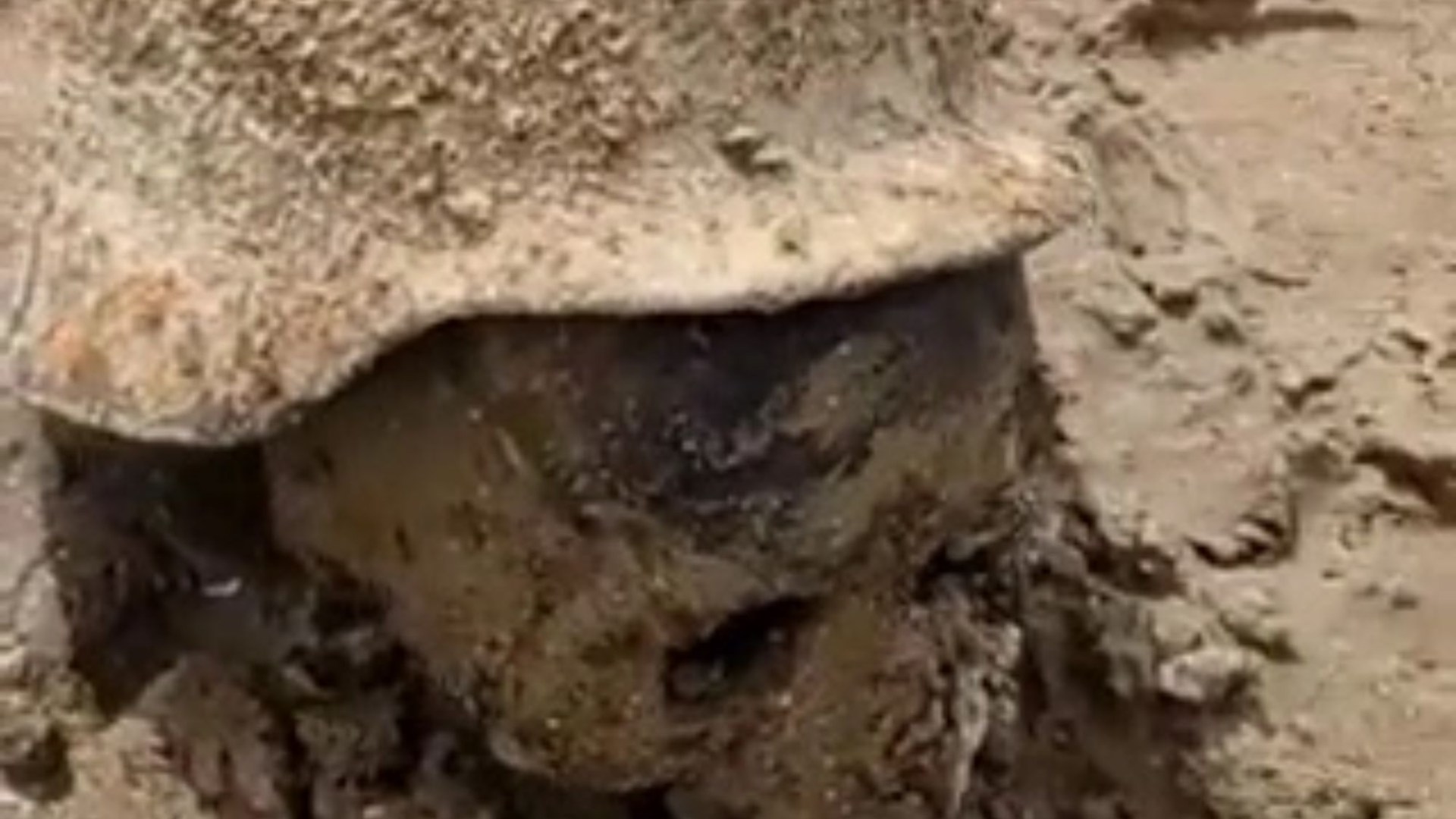 WW2 soldiers' remains, including skull in Nazi helmet, resurface after Ukraine dam breach.