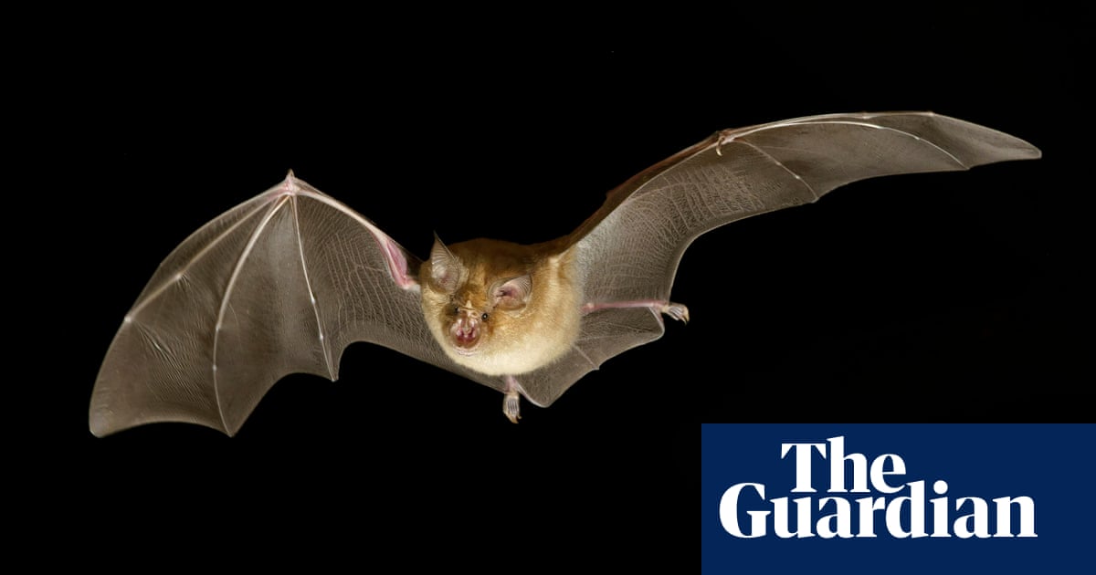 "Bats Use 'Leapfrog' Behavior to Avoid Predators and Return to Roost, Study Reveals"