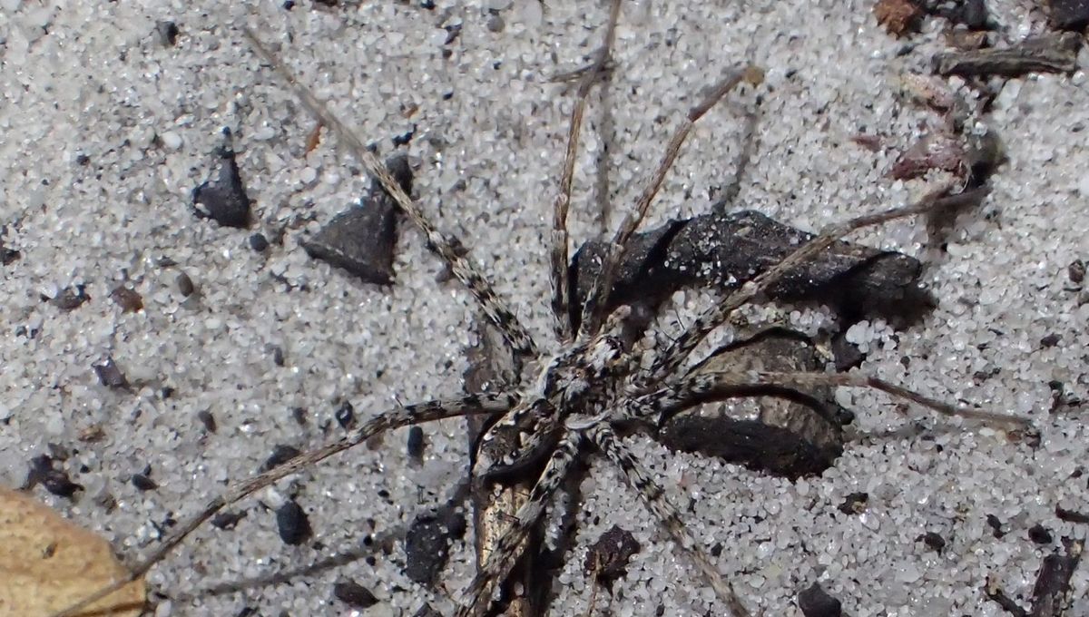 Featured image for Uncharted Territory: Australia's Unnamed Spider Species Remain a Mystery