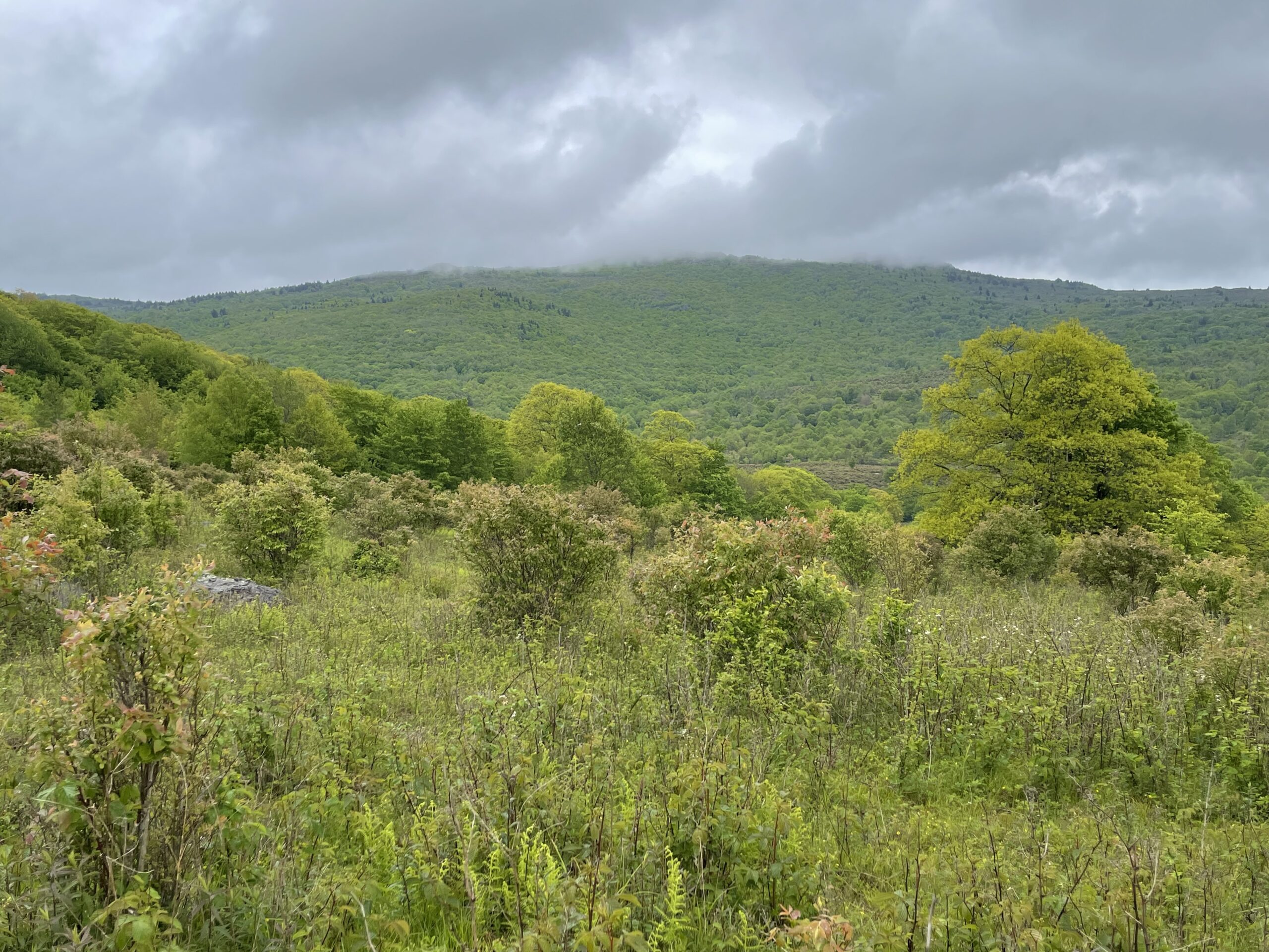 Exploring Grayson Highlands: A Wild Encounter with Steer and Ponies.