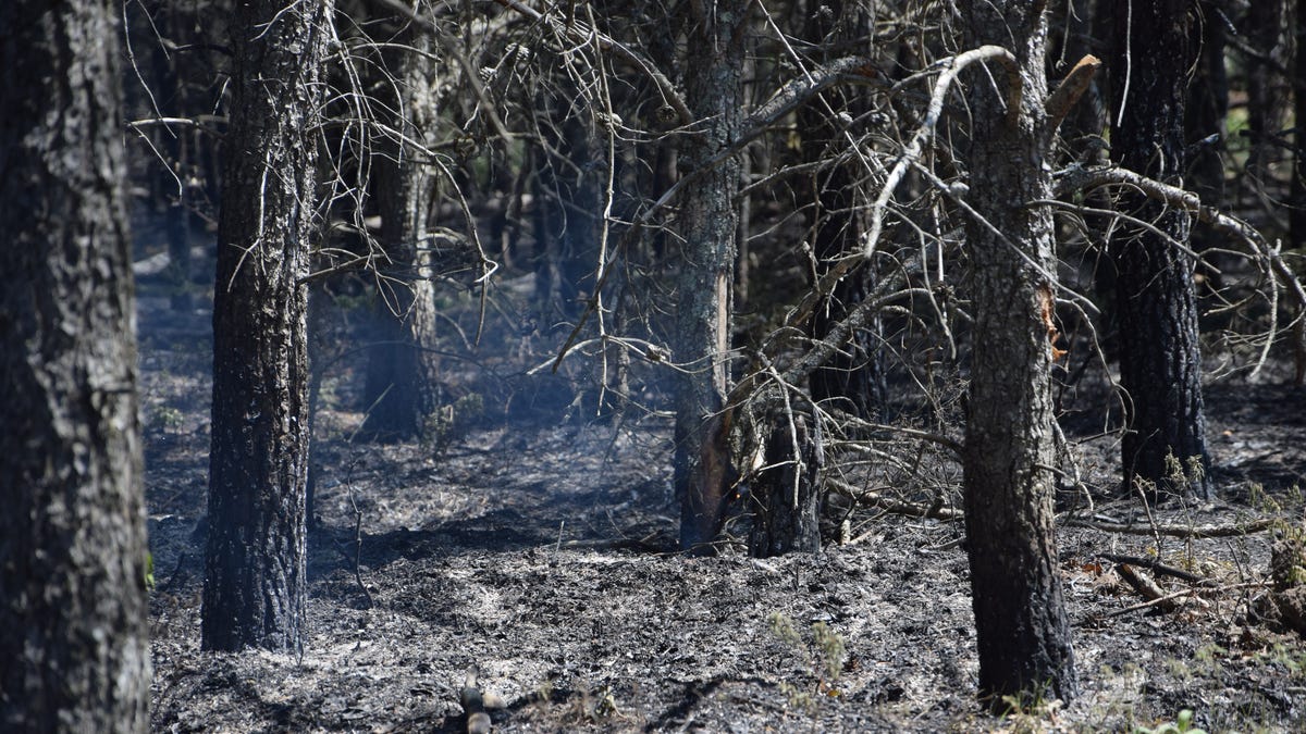 Featured image for Grayling wildfire source identified as private property campfire, now 85% contained.
