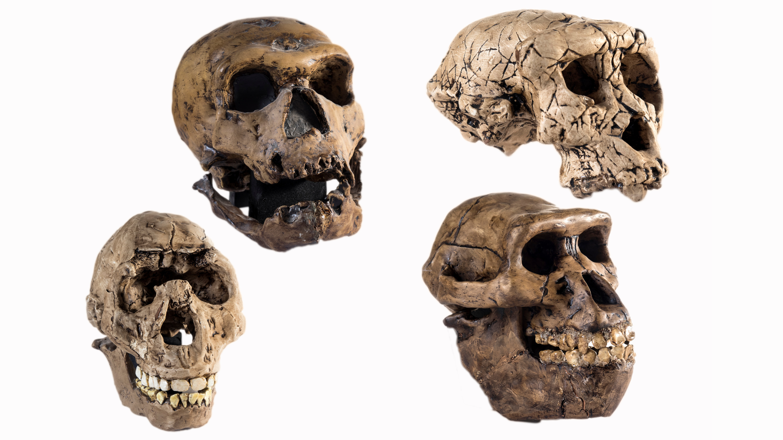 Featured image for Scientists Question 'Lucy' as Our Direct Ancestor, Sparking Debate