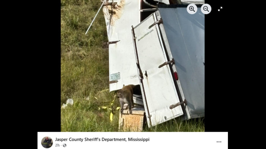 Featured image for Lab Monkeys Escape After Truck Crash in Mississippi