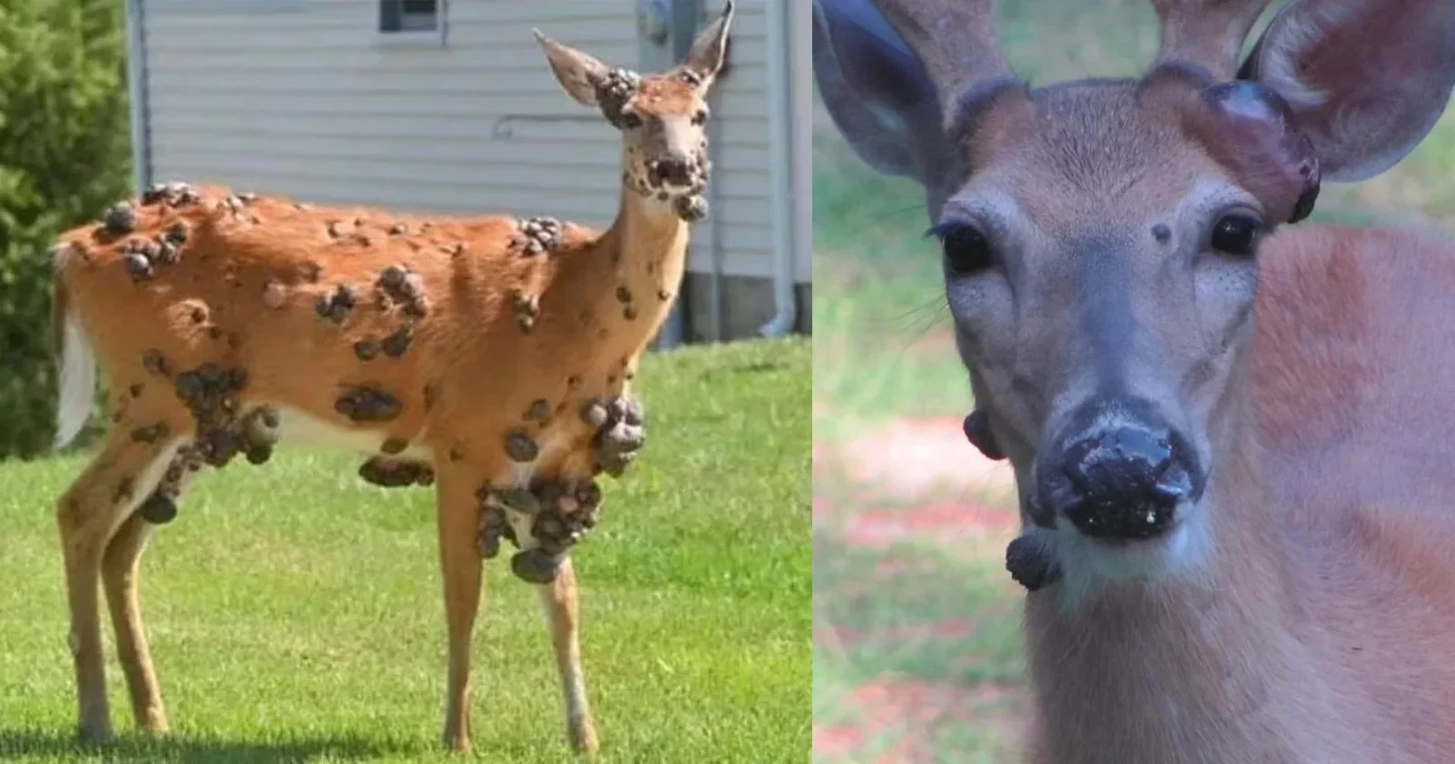 Mutant Deer with Flesh Bubbles Spark Wildlife Outbreak Fears