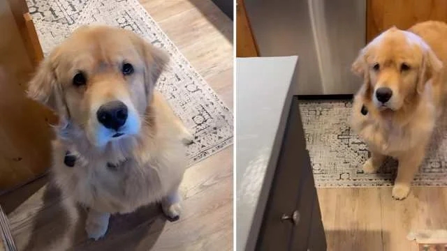 Featured image for Golden Retriever Performs Cute Dance During Meal Time
