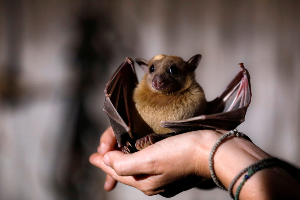 Featured image for The Global Health Risks of Bat-Human Interactions