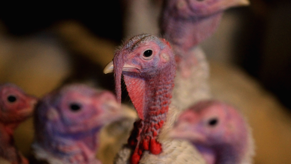 Featured image for Massive Bird Flu Outbreak Forces Iowa and Minnesota to Cull Millions of Chickens and Turkeys
