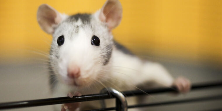 AI-Generated Rat with Enormous Genitals Shocks Scientists