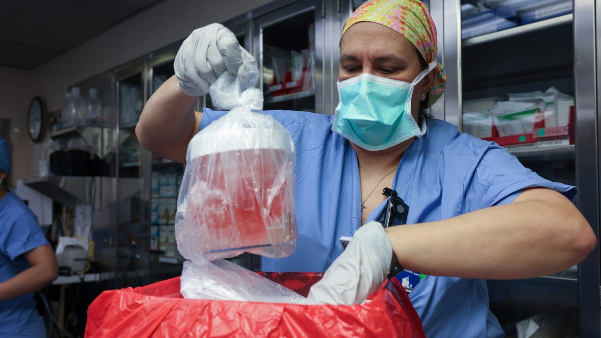 Featured image for "Breakthrough: Gene-Edited Pig Kidney Transplanted into Human in Medical Milestone"