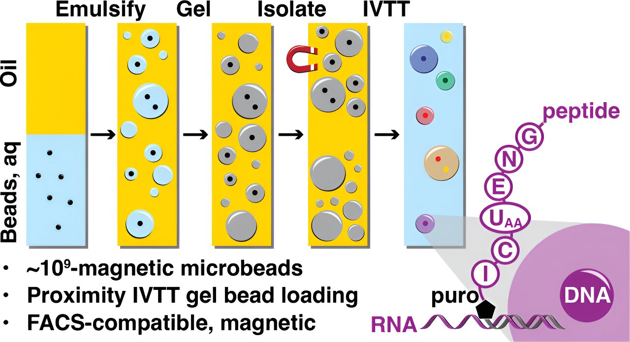 Featured image for Harnessing Ribosomes: Unlocking the Potential of Chemical Libraries