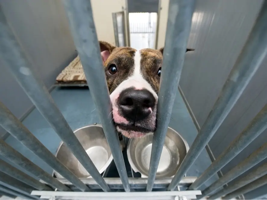 Featured image for LA County Shelter Euthanizes 200 Dogs During Viral Outbreak