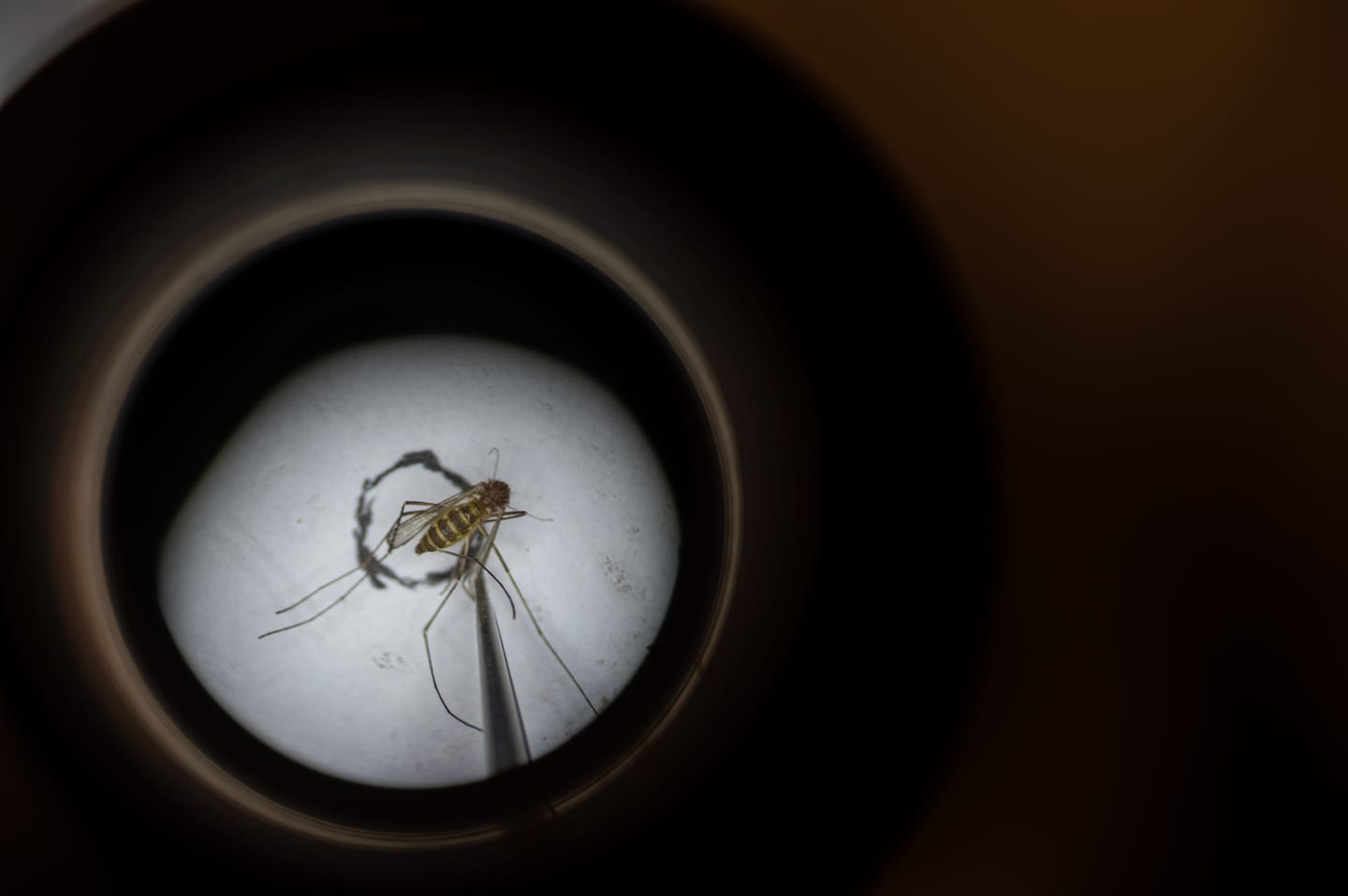 The Impact of Climate Change on West Nile Virus Spread and Mosquito Control