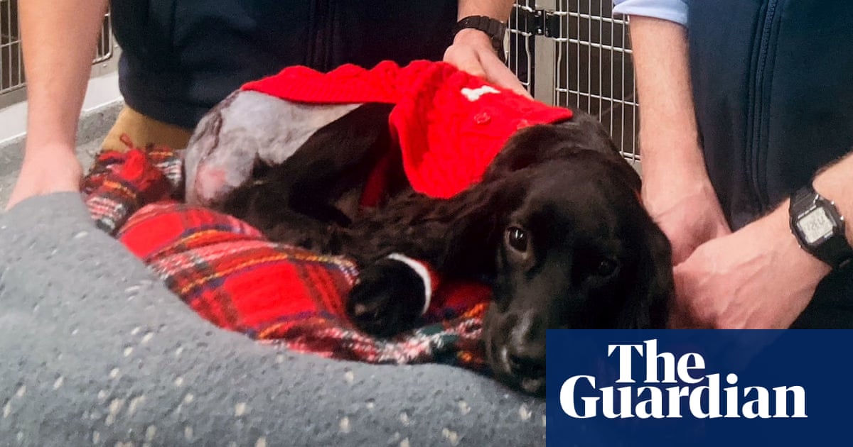 Featured image for "Welsh Spaniel Receives Life-Saving Surgery to Remove Extra Limbs"