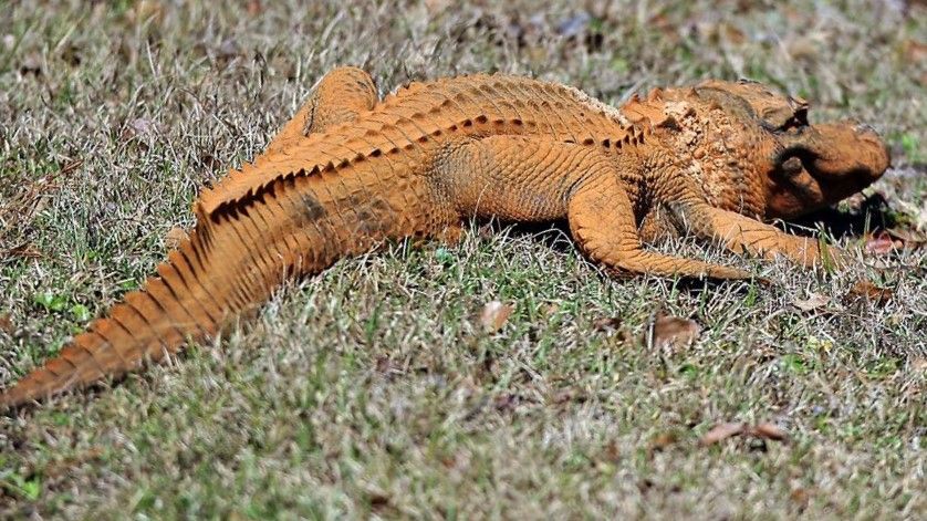 The Mystery of Nepal's Orange Crocodiles and Gharials.