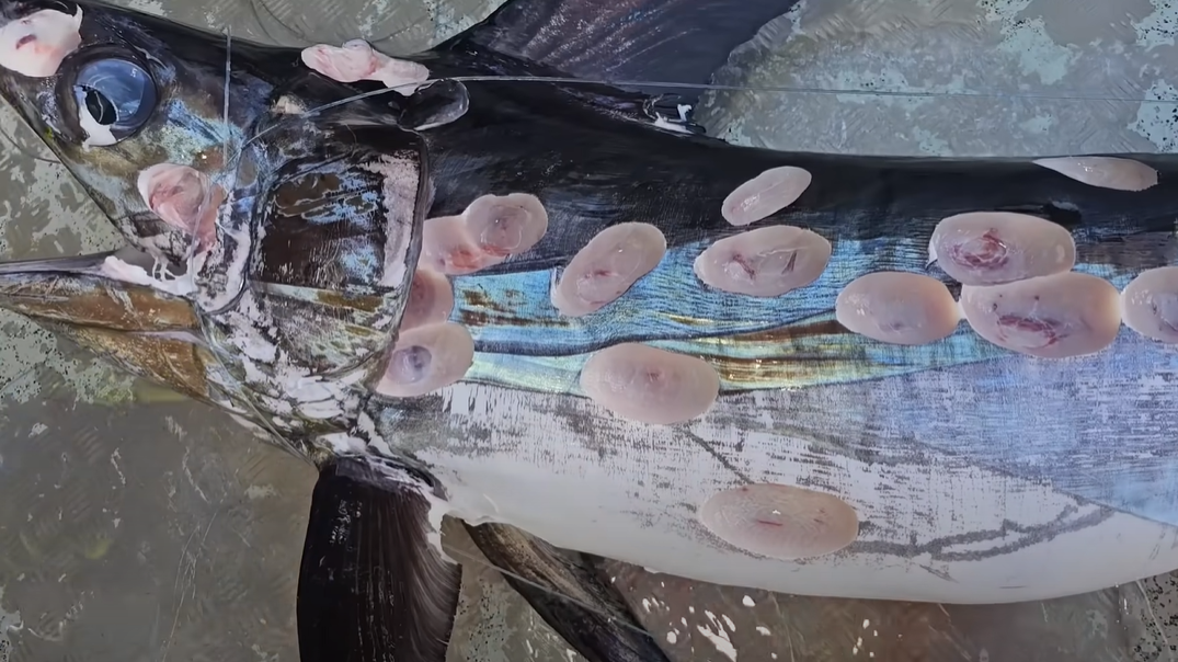 Featured image for Mysterious Bite Marks Found on Swordfish: The Culprit Revealed?