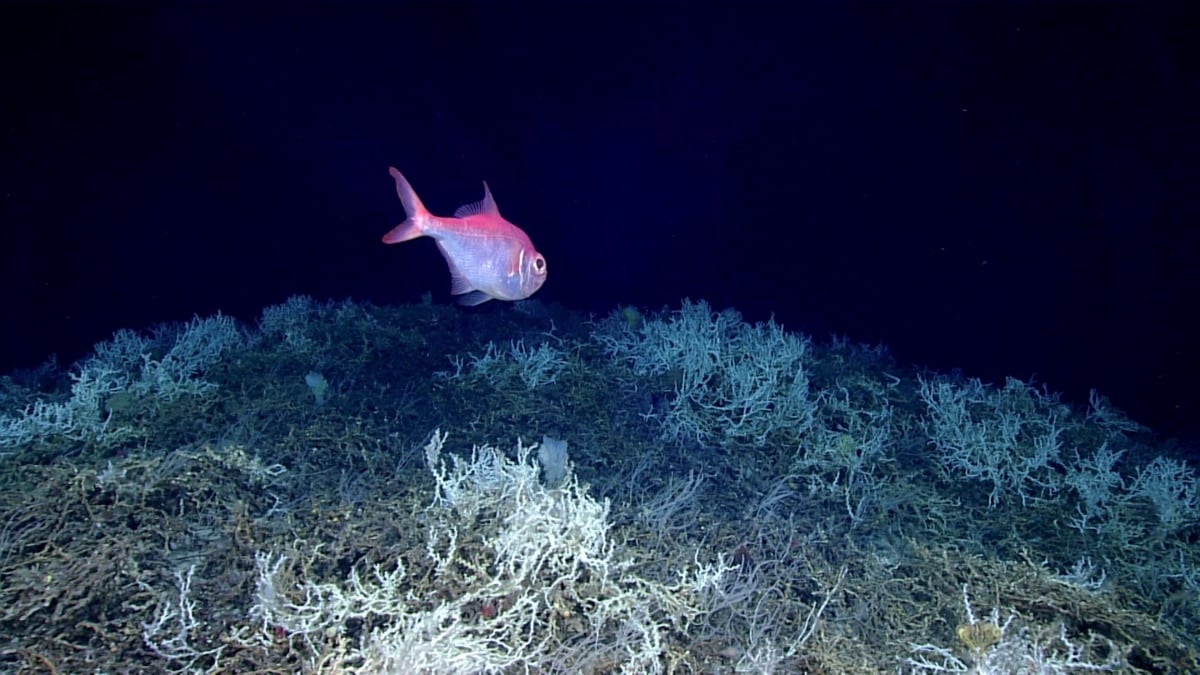Featured image for "Mapping the Largest Deep-Sea Coral Reef off the US Atlantic Coast"
