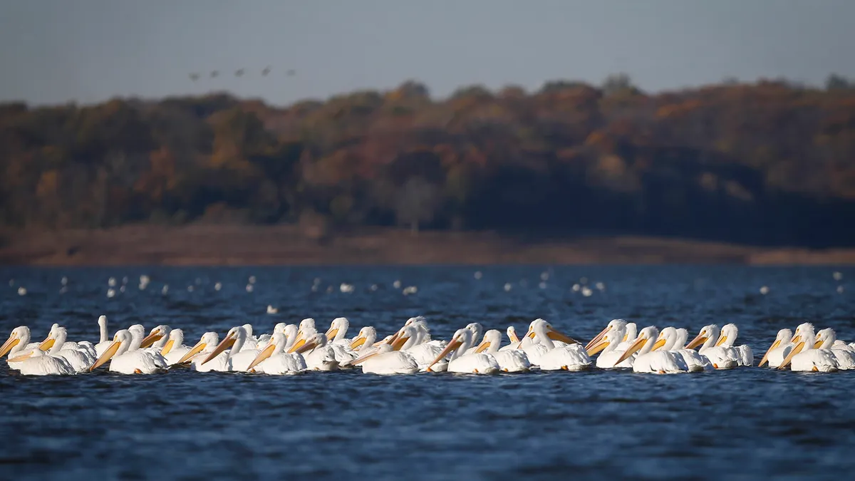 Multiple Bodies Recovered from Lakes After Search Efforts
