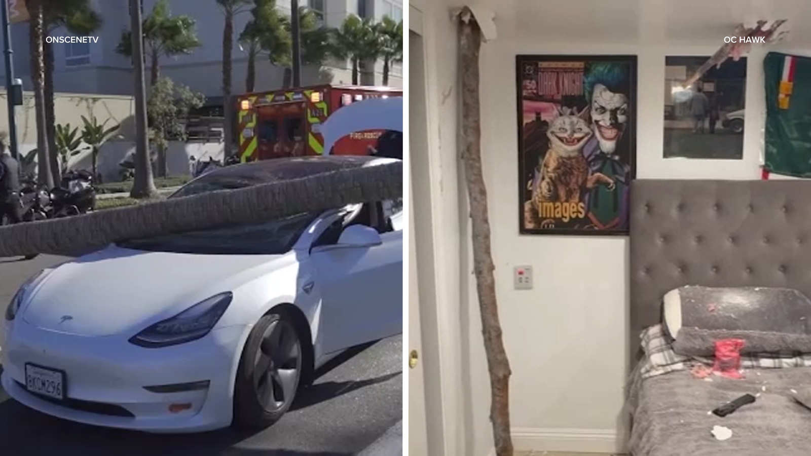 Featured image for Santa Ana Winds Cause Citywide Tree Damage and Power Outages in Southern California