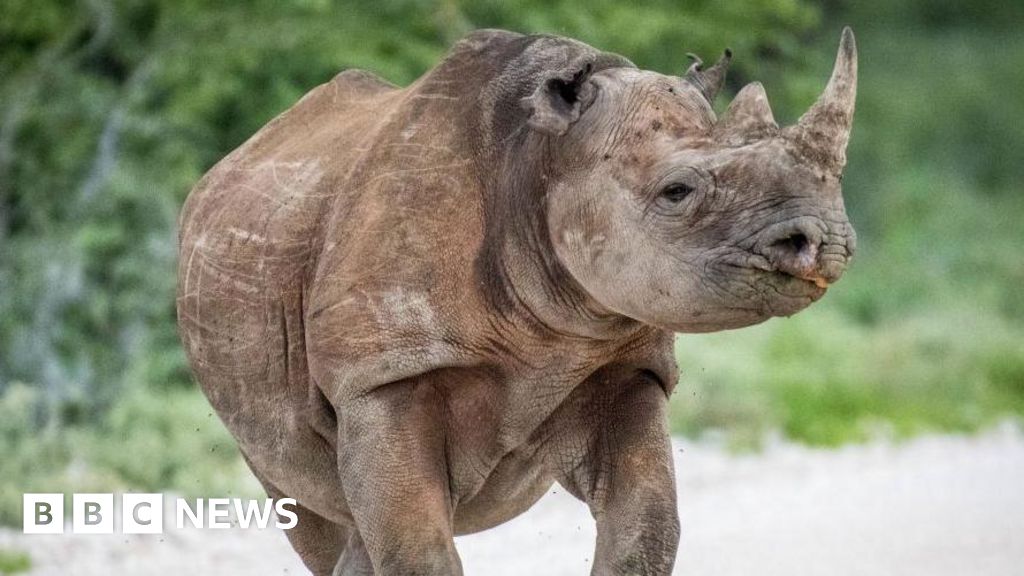 Featured image for Namibia deploys army to Etosha National Park amid fires