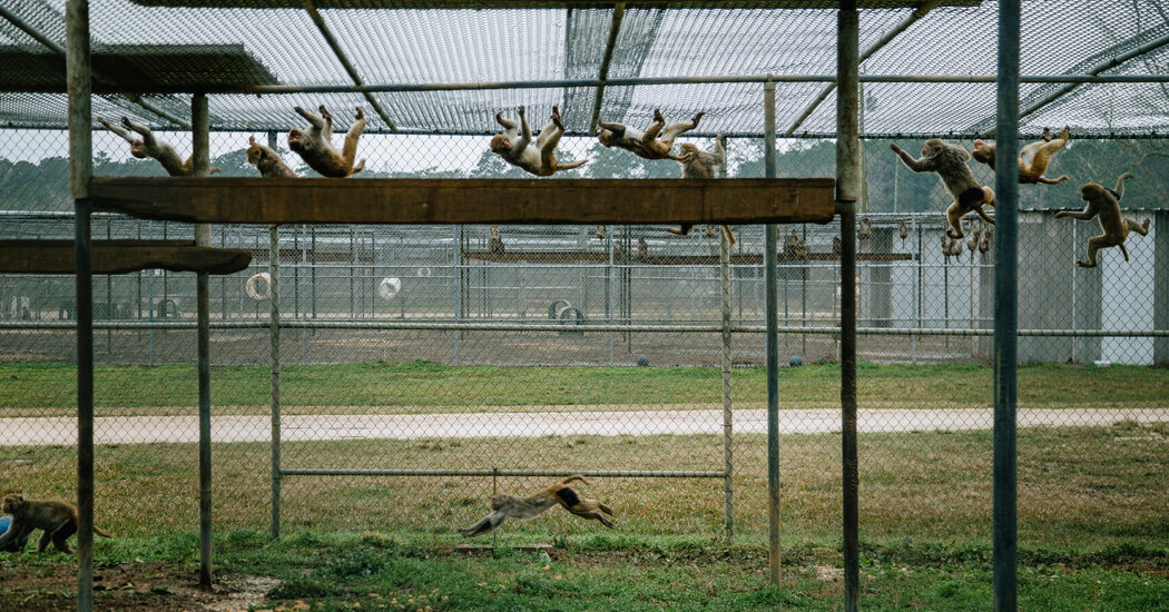 Featured image for South Carolina Lab Recaptures Escaped Monkeys Amid Ongoing Search