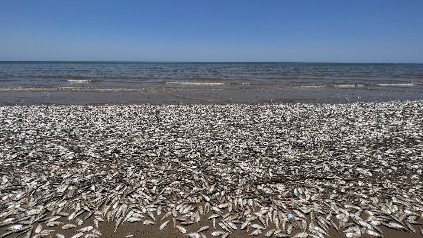 Featured image for Massive Fish Kill Hits Texas Gulf Coast Beaches.