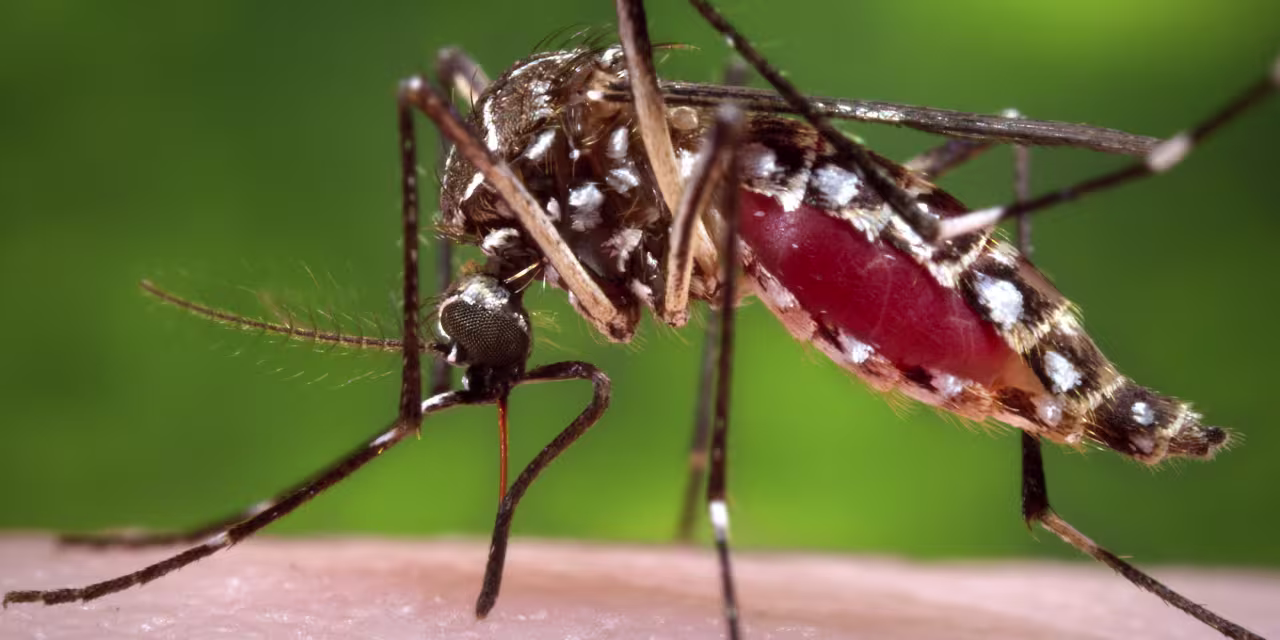 Featured image for Soap and Beer: Surprising Factors That Attract Mosquitoes.