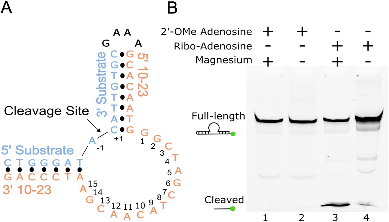 Featured image for Unveiling the 'Molecular Scissors': Researchers Capture Atomic View of Synthetic DNA