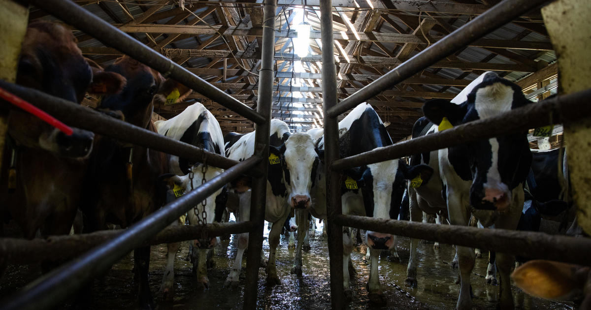 Bird Flu Spreading to Dairy Cows Across the U.S.: Implications for Milk Supply
