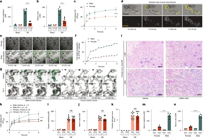 Featured image for Oestradiol's Role in Preventing Ferroptosis and Kidney Injury