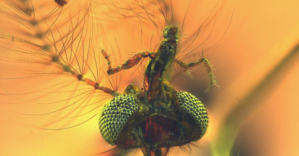 Evolutionary Revelation: Ancient Male Mosquitoes Unveiled as Bloodsuckers