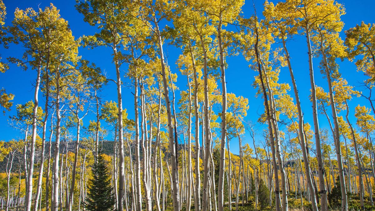 Featured image for Pando: Utah's Ancient Giant and Earth's Oldest Living Organism