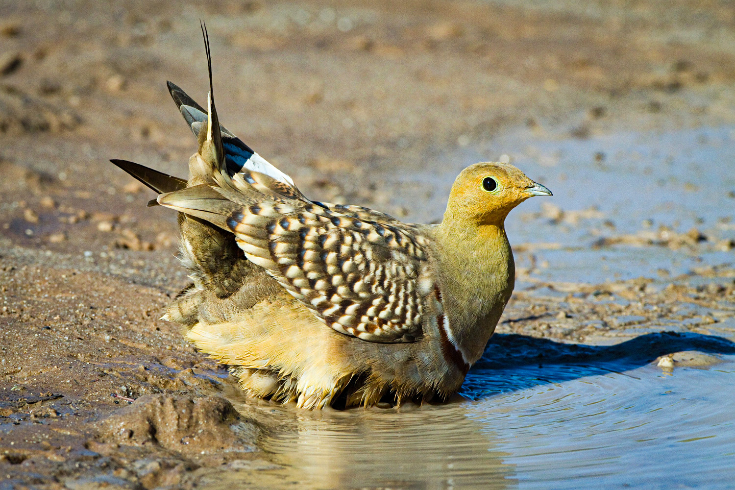 Featured image for Sandgrouse feathers inspire innovative water-holding technology.