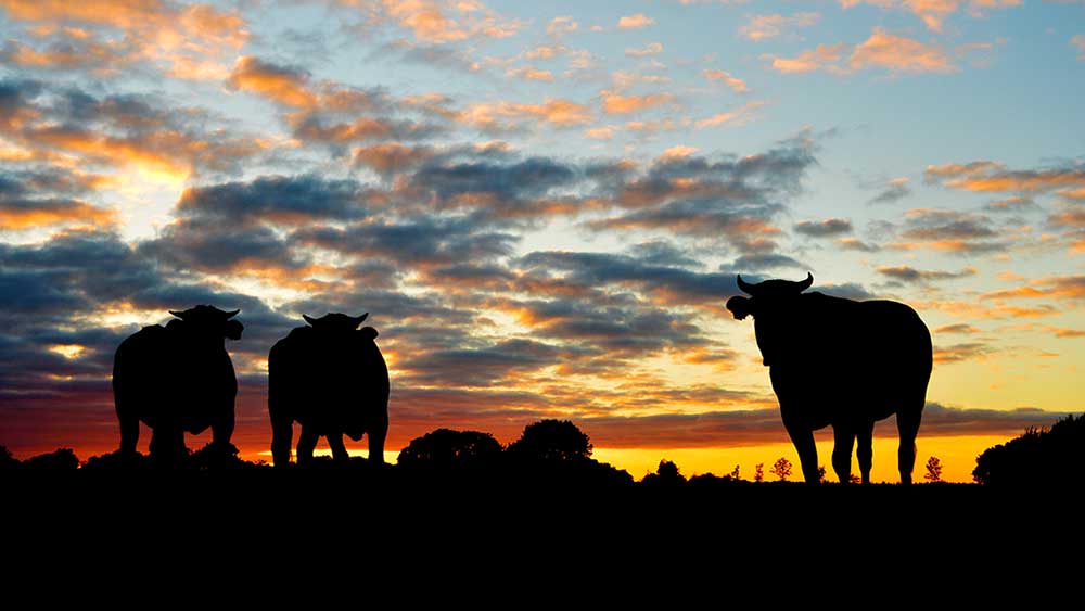 "Stock Market Rally Continues Despite Slip in Stocks"