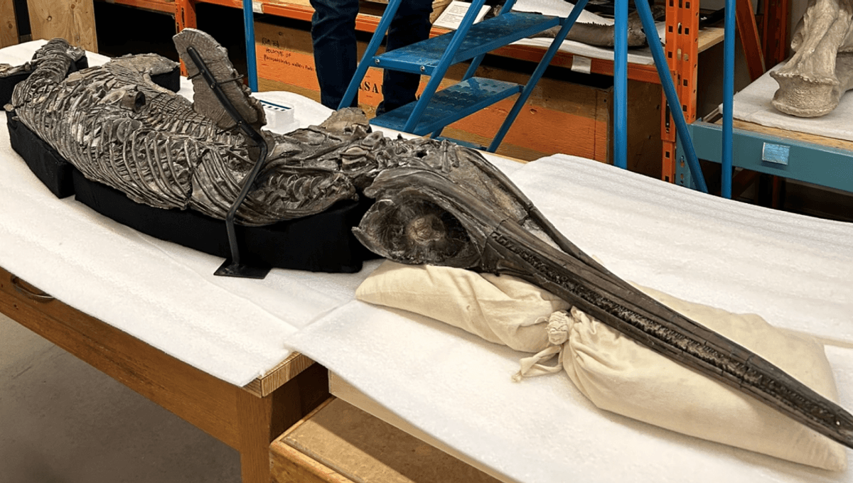 Featured image for Unique Jurassic 'Sword Dragon' Marine Reptile Fossil Discovered in England