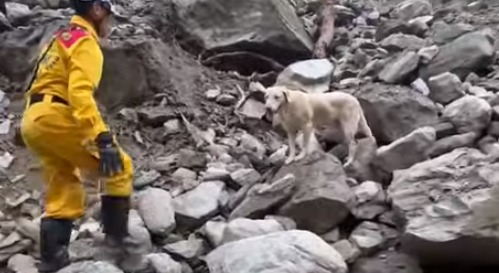 "Rescued: Failed Police Dog and Steel Sphere's Heroic Roles in Taiwan Quake"