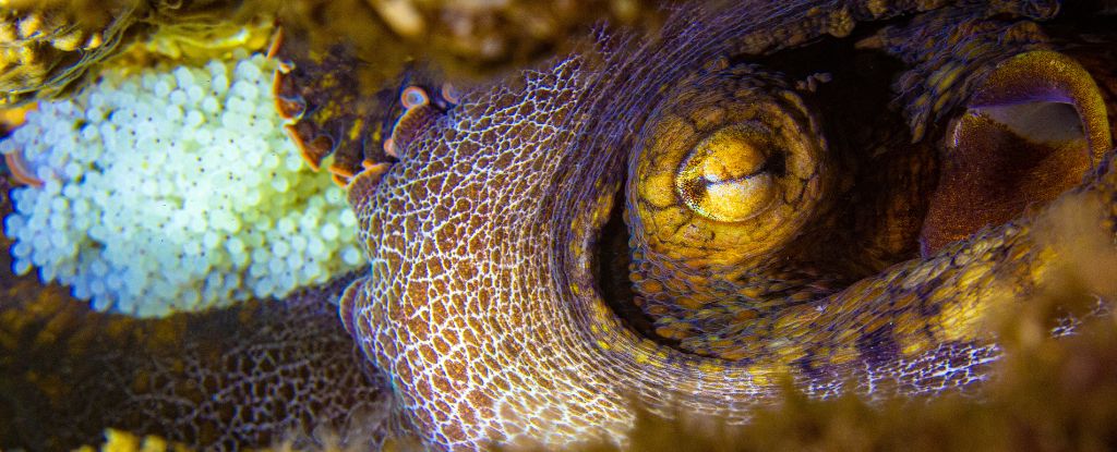 Featured image for Microbes Guide Octopus Parenting Decisions