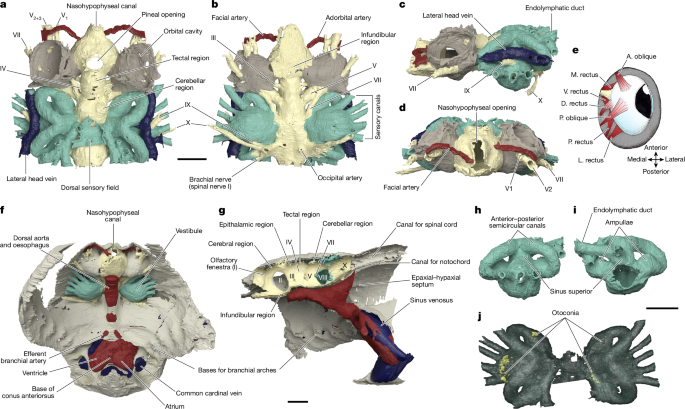 Featured image for New Head–Trunk Interface Assembly Discovered in Jawless Vertebrate Relatives