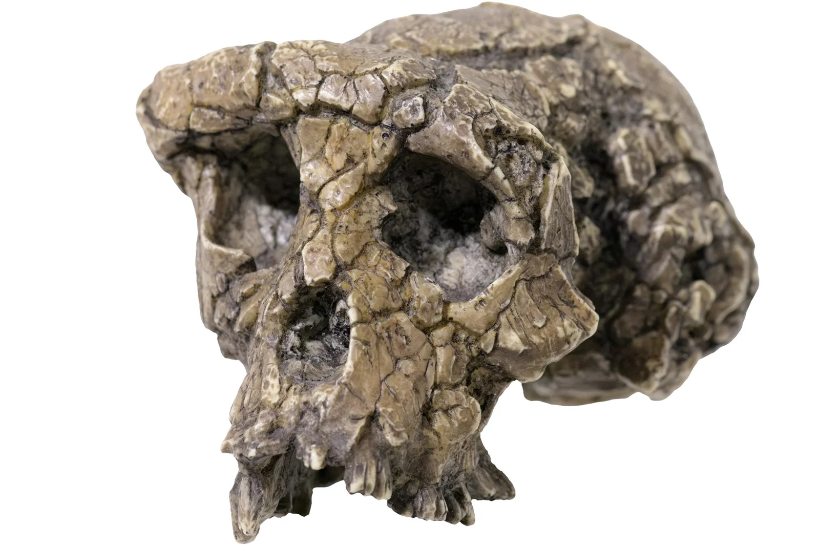 Featured image for 7 Million-Year-Old Fossil Sheds Light on the Origins of Bipedal Walking