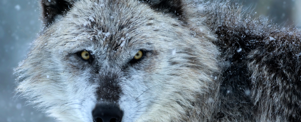 Featured image for "The Bizarre Effects of a Mind-Altering Parasite on Wolves"