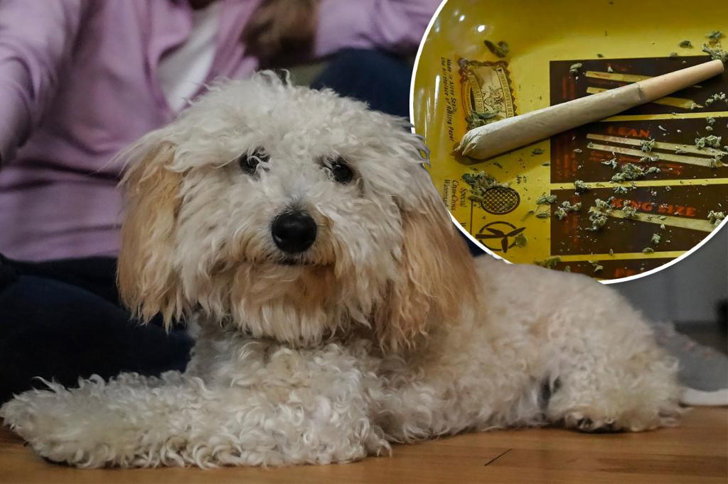 NY Stoners Poisoning Dogs: A Careless and Unbelievable Act.