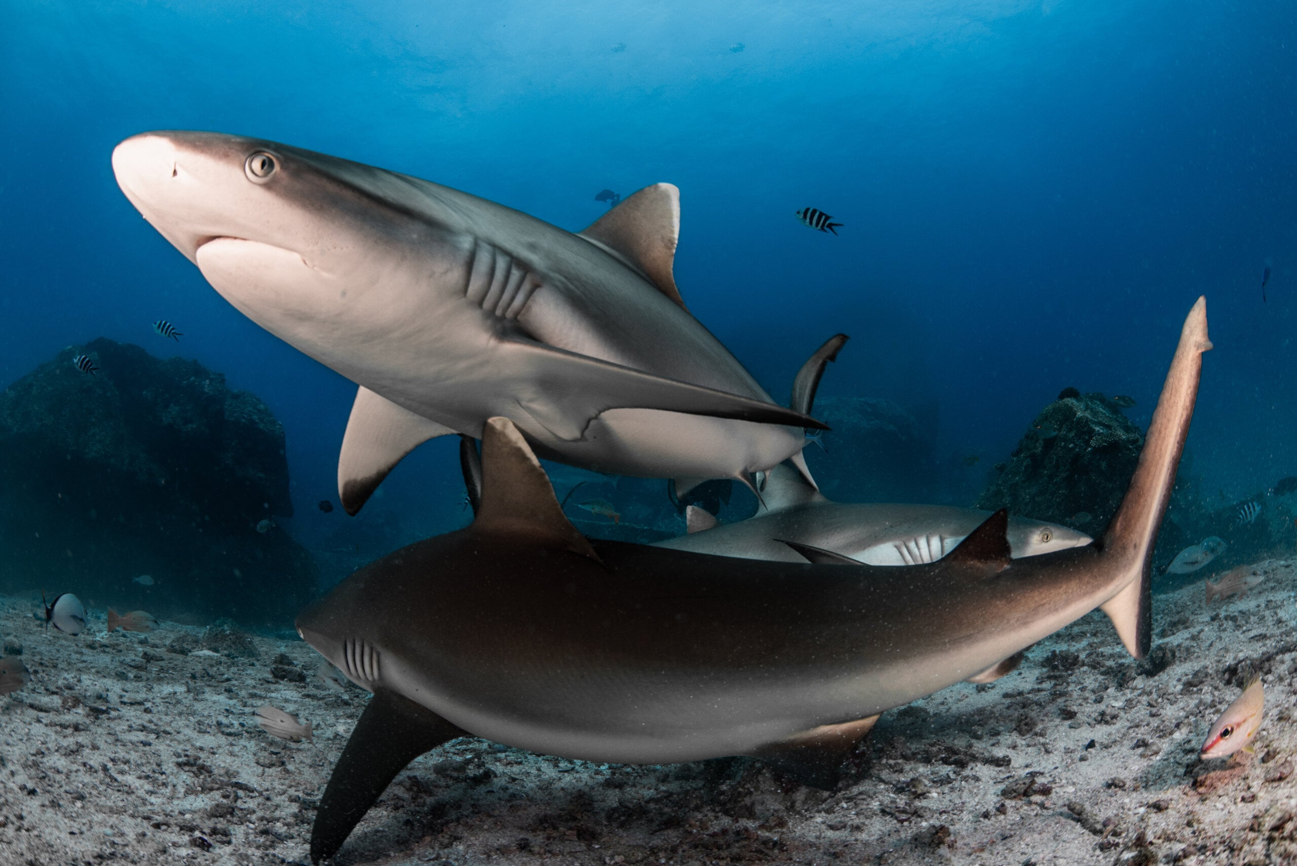 Featured image for Revealing the Truth: Resting Sharks Challenge Breathing Beliefs