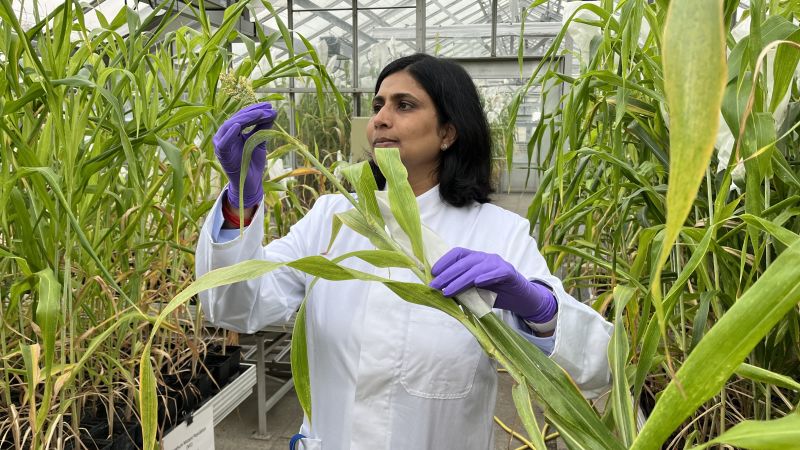 Seeds Cultivated in Space for Climate Adaptation on Earth