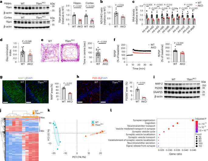 The Role of Astrocytic Mitochondria in Neuroinflammation and Neurodegeneration.