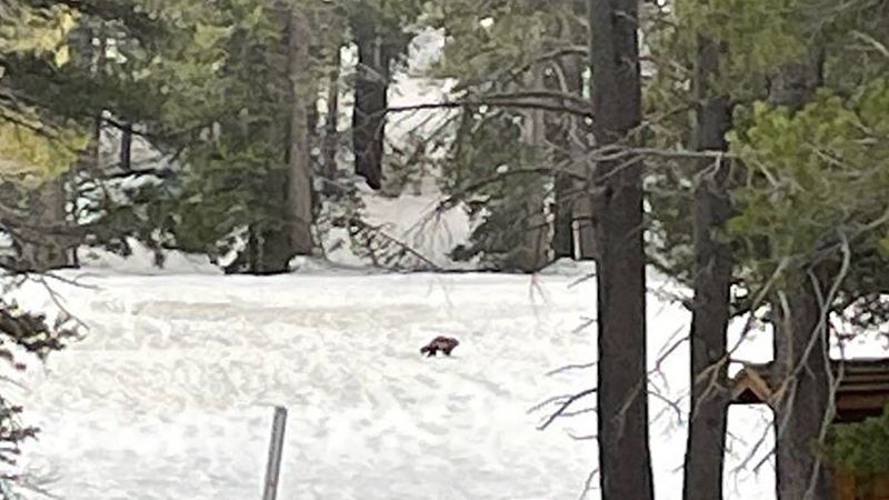 Rare Wolverine Sighted in California Wilderness After Nearly a Century