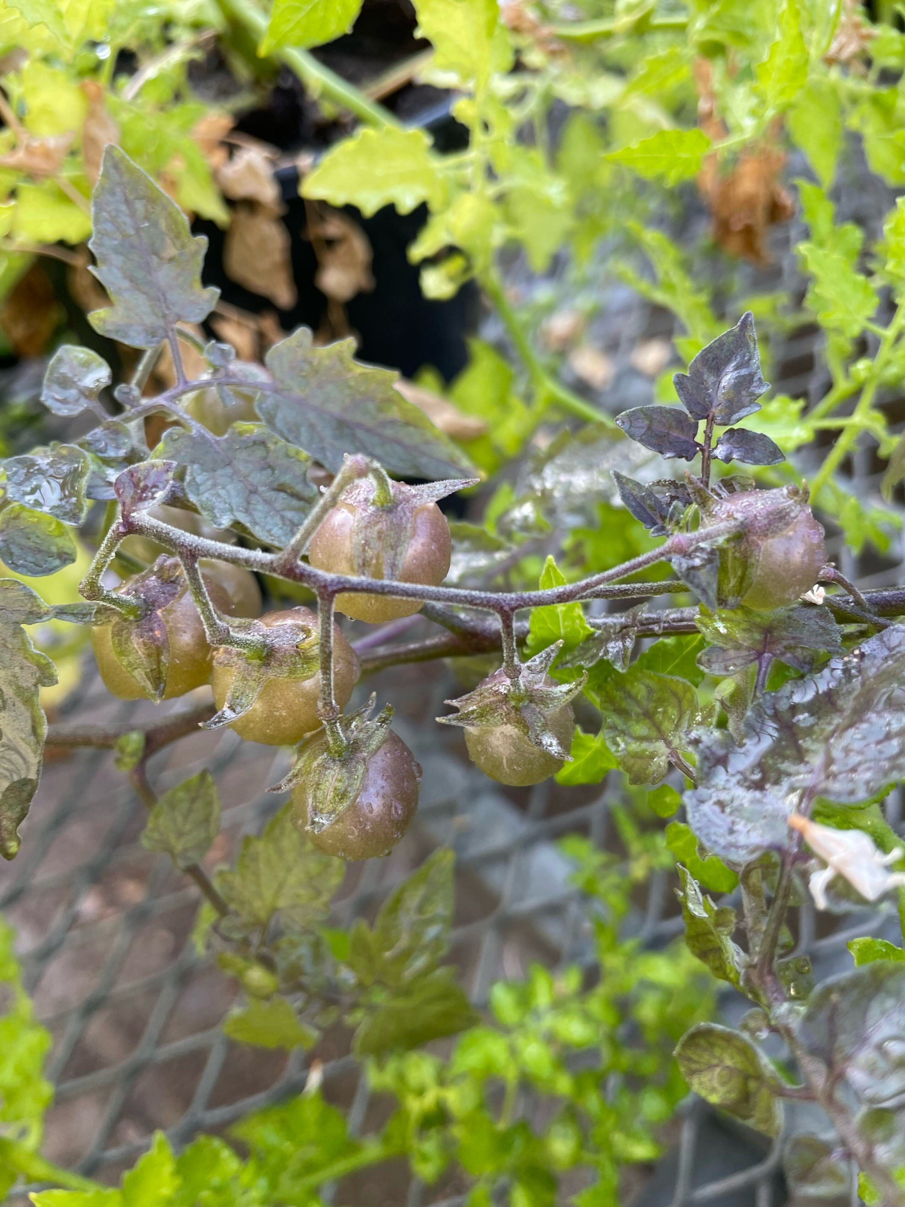 Featured image for Galápagos Tomatoes Undergo Silent De-Evolution